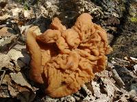 Gyromitra brunnea image