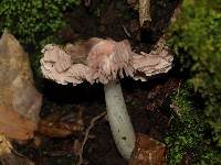 Hygrocybe calyptriformis var. calyptriformis image