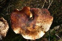 Royoporus badius image