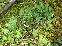 Peltigera leucophlebia image