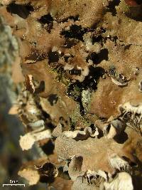 Peltigera praetextata image