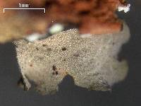 Leptogium laceroides image