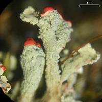 Cladonia incrassata image