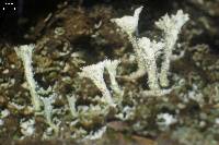 Cladonia coccifera image