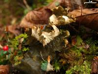 Peltigera neopolydactyla image