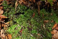 Peltigera leucophlebia image