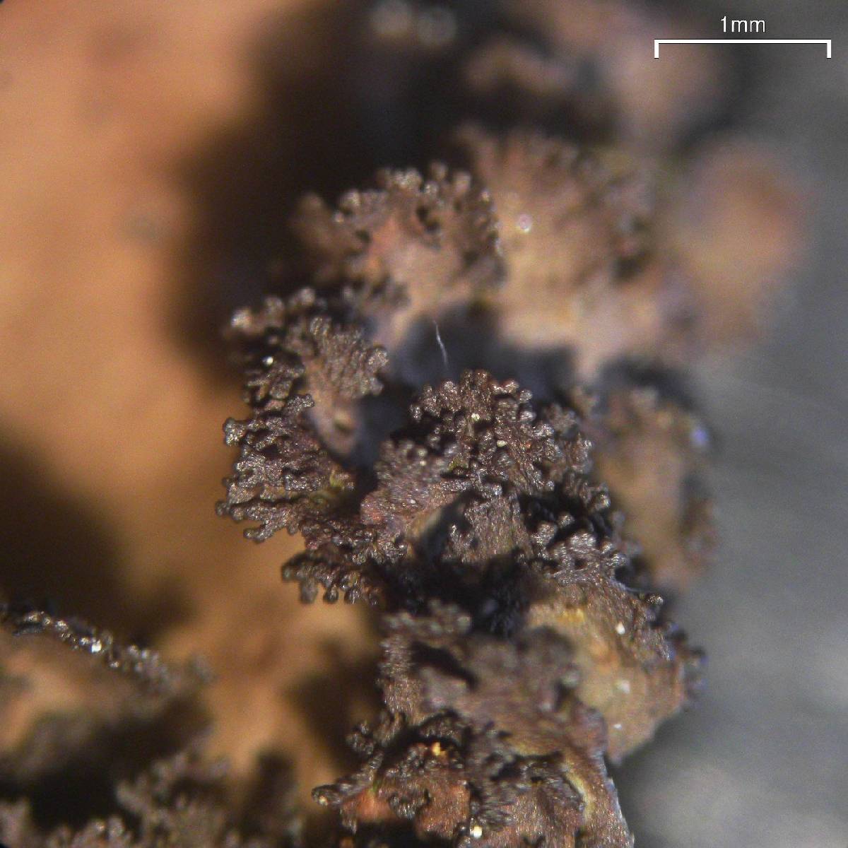 Sticta fragilinata image
