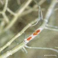 Usnea trichodea image