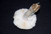 Leucoagaricus barssii image