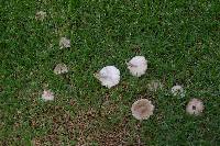 Leucoagaricus barssii image