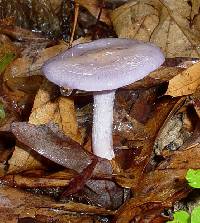 Cortinarius iodes image