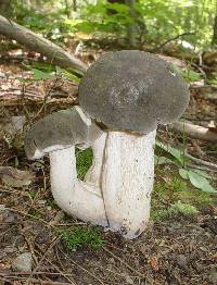 Retiboletus griseus image