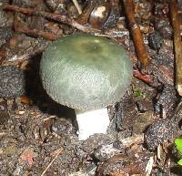 Russula virescens image