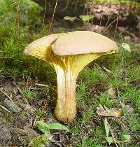 Phylloporus rhodoxanthus image