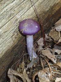 Cortinarius iodes image