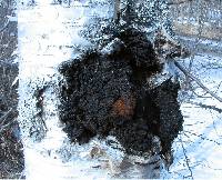 Inonotus obliquus image