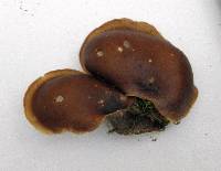 Royoporus badius image