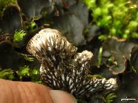 Peltigera phyllidiosa image