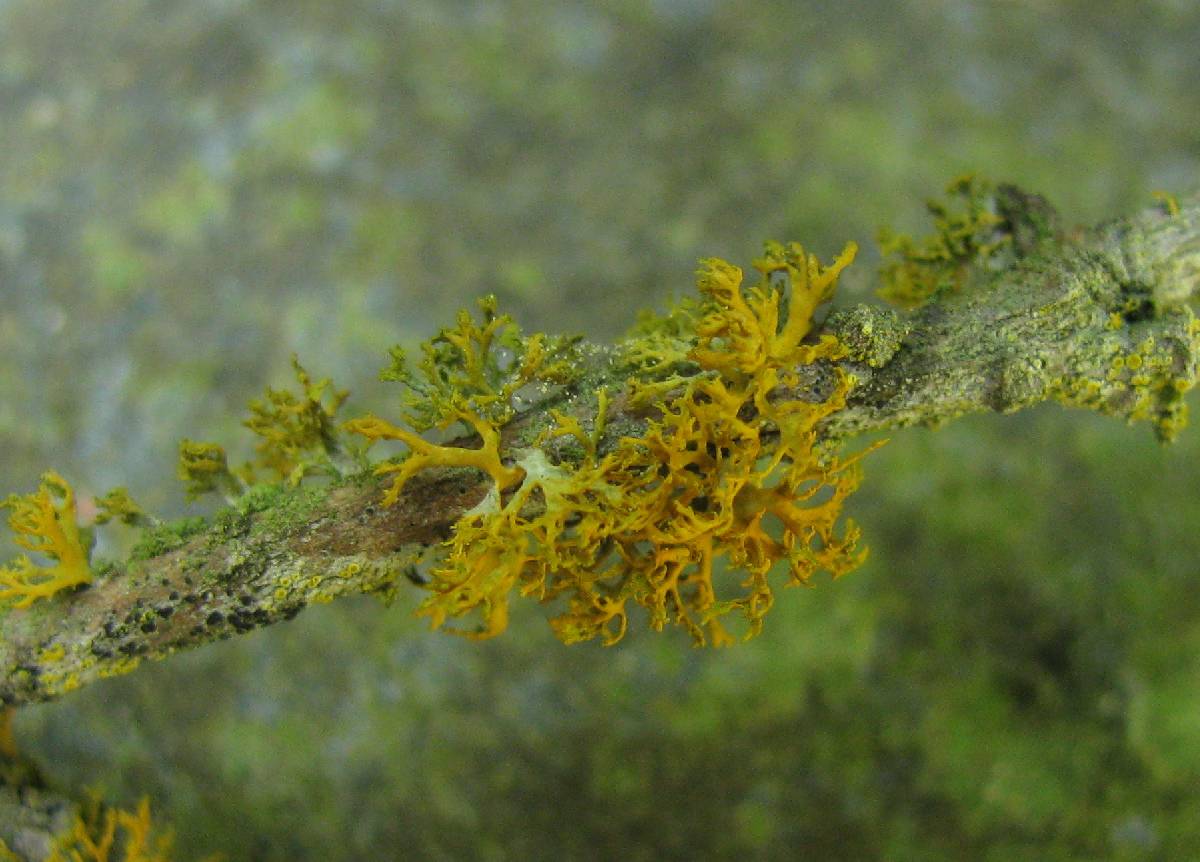 Xanthoria pollinarioides image