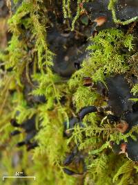 Peltigera phyllidiosa image