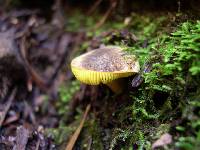 Phylloporus arenicola image