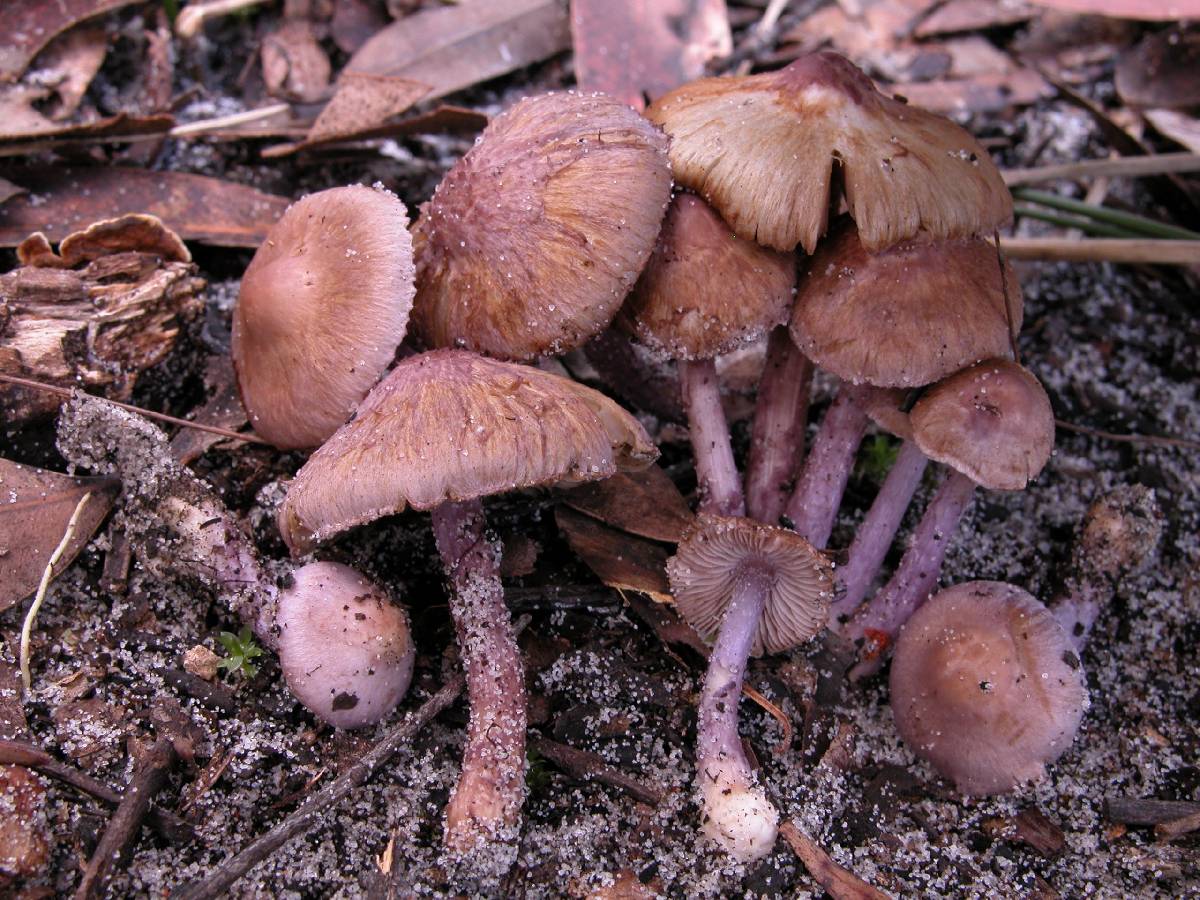 Inocybe violaceocaulis image