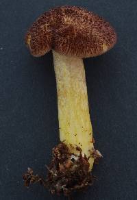 Tricholomopsis ornaticeps image