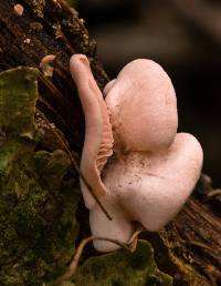 Pleurotus djamor var. roseus image