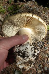 Amanita vernicoccora image