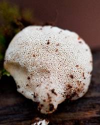 Polyporus leptocephalus image