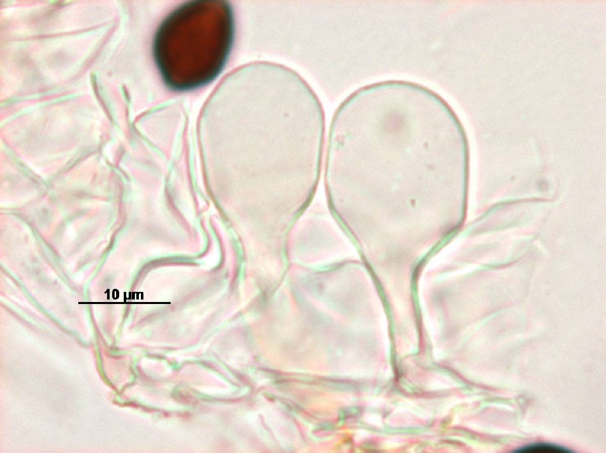 Panaeolus goossensiae image