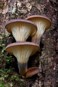 Omphalotus nidiformis image