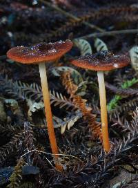 Marasmius atrocastaneus image