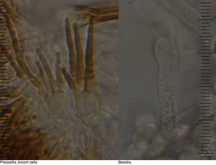 Marasmius atrocastaneus image