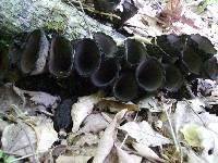 Urnula craterium image