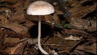 Pluteus longistriatus image