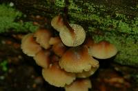 Mycena galericulata image