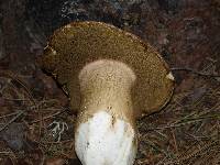 Boletus rex-veris image