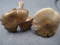 Entoloma sericeum image