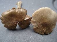 Entoloma sericeum image