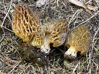 Morchella snyderi image