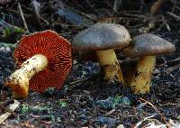 Dermocybe splendida image