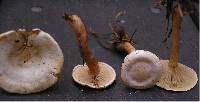 Ripartites tricholoma image