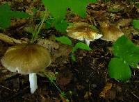 Megacollybia rodmani image