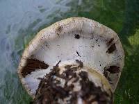 Cortinarius magnivelatus image