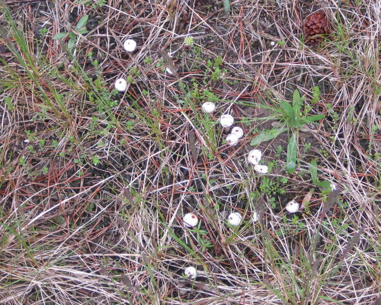 Tulostoma beccarianum image