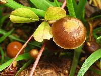 Psilocybe coprophila image