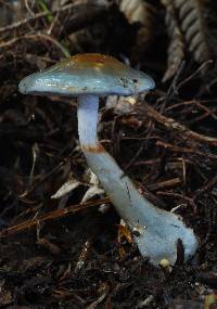 Cortinarius rotundisporus image