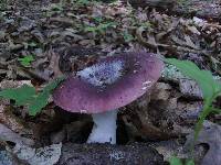 Russula mariae image