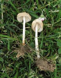 Marasmius oreades image